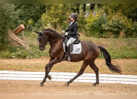 Cheval de sport allemand, Hongre, 6 Ans, 175 cm, Noir
