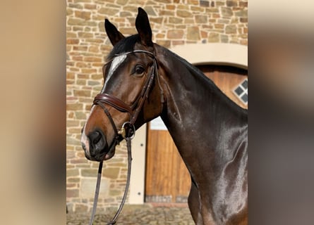 Cheval de sport allemand, Hongre, 6 Ans, 176 cm, Bai