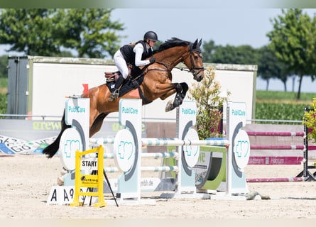 Cheval de sport allemand, Hongre, 6 Ans, 177 cm, Bai