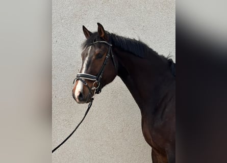 Cheval de sport allemand, Hongre, 6 Ans, 180 cm, Bai