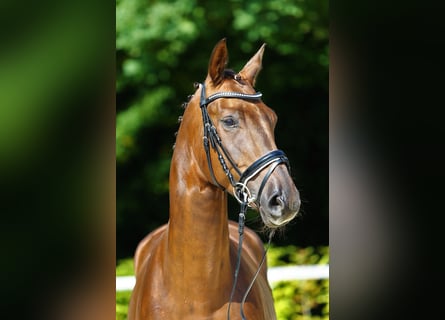 Cheval de sport allemand, Hongre, 7 Ans, 167 cm, Alezan brûlé