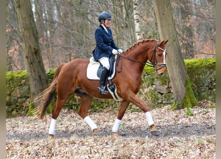 Cheval de sport allemand, Hongre, 7 Ans, 167 cm, Alezan