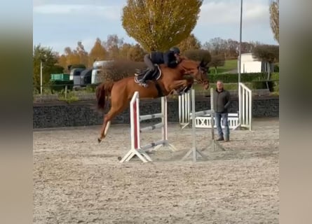 Cheval de sport allemand, Hongre, 7 Ans, 168 cm, Alezan