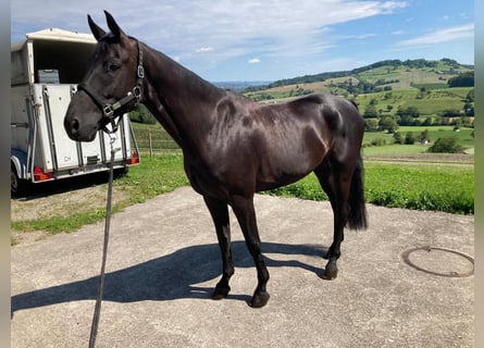 Cheval de sport allemand, Hongre, 7 Ans, 168 cm, Bai brun