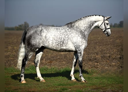 Cheval de sport allemand, Hongre, 7 Ans, 168 cm, Gris