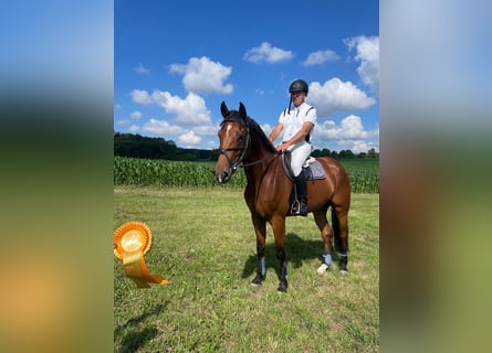 Cheval de sport allemand, Hongre, 7 Ans, 170 cm, Bai