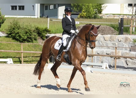 Cheval de sport allemand, Hongre, 7 Ans, 172 cm, Alezan brûlé