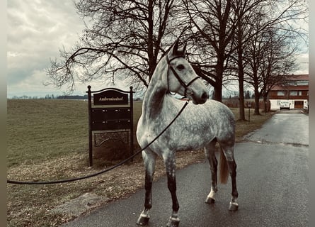 Cheval de sport allemand, Hongre, 7 Ans, 172 cm, Gris