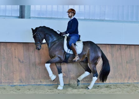 Cheval de sport allemand, Hongre, 7 Ans, 173 cm, Bai