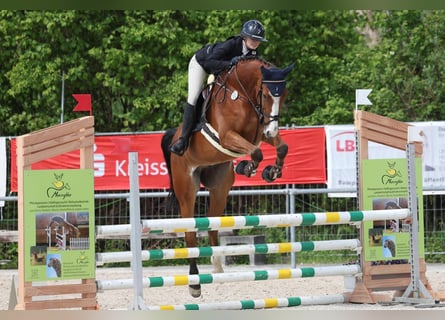 Cheval de sport allemand, Hongre, 7 Ans, 174 cm, Bai