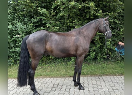 Cheval de sport allemand, Hongre, 7 Ans, 175 cm, Bai brun foncé