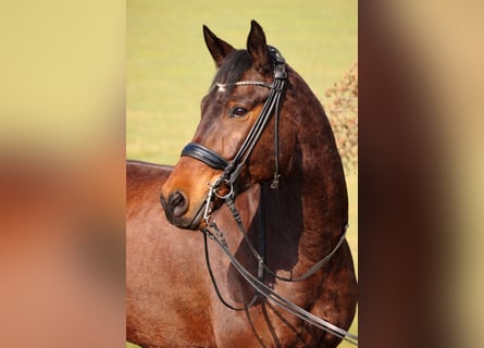Cheval de sport allemand, Hongre, 7 Ans, 175 cm, Bai