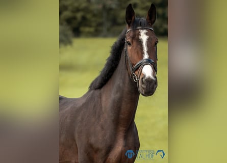Cheval de sport allemand, Hongre, 7 Ans, 175 cm, Bai