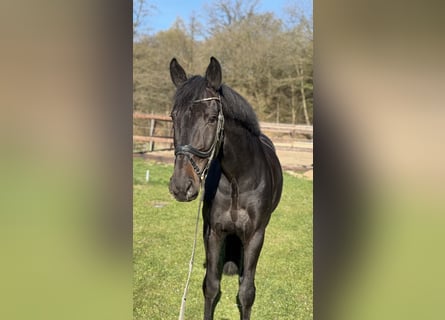 Cheval de sport allemand, Hongre, 7 Ans, 176 cm