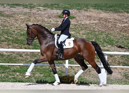 Cheval de sport allemand, Hongre, 7 Ans, 178 cm, Bai