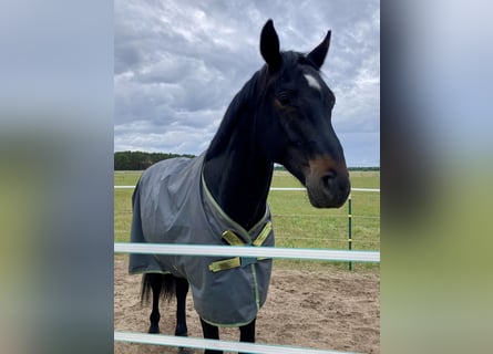 Cheval de sport allemand, Hongre, 7 Ans, 180 cm, Bai brun foncé