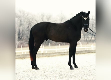 Cheval de sport allemand, Hongre, 8 Ans, 167 cm, Noir
