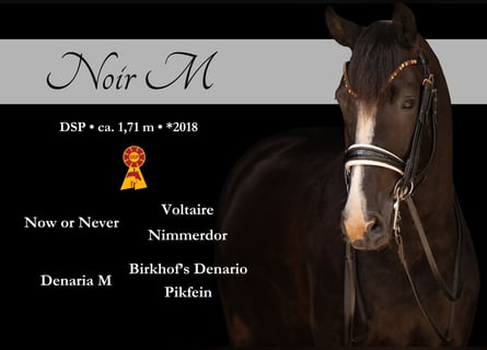 Cheval de sport allemand, Hongre, 8 Ans, 172 cm, Noir