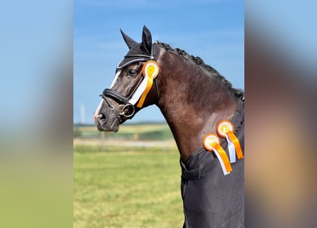 Cheval de sport allemand, Hongre, 8 Ans, 173 cm, Bai brun foncé