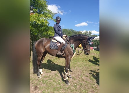 Cheval de sport allemand, Hongre, 9 Ans, 163 cm, Bai brun