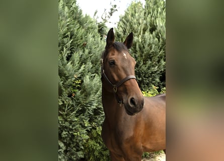 Cheval de sport allemand, Hongre, 9 Ans, 164 cm, Bai