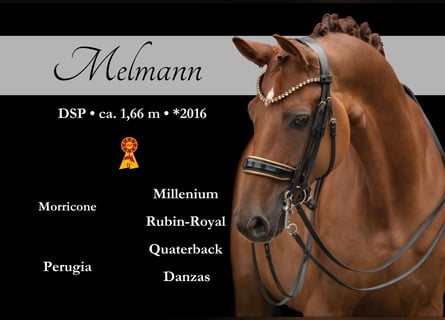 Cheval de sport allemand, Hongre, 9 Ans, 166 cm, Alezan brûlé