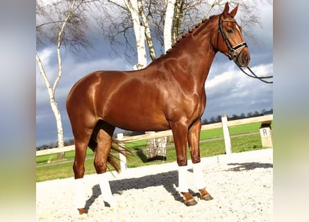 Cheval de sport allemand, Hongre, 9 Ans, 166 cm, Alezan