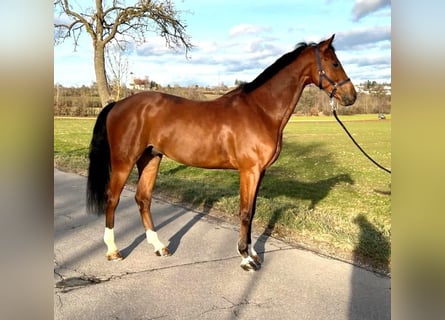 Cheval de sport allemand, Hongre, 9 Ans, 168 cm, Bai