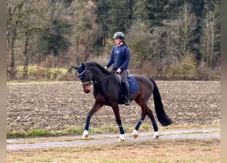 Cheval de sport allemand, Hongre, 9 Ans, 171 cm, Bai brun foncé