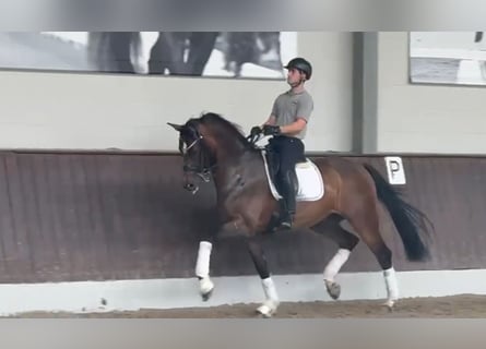 Cheval de sport allemand, Hongre, 9 Ans, 172 cm, Bai