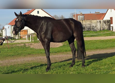 Cheval de sport allemand, Hongre, 9 Ans, 173 cm, Noir