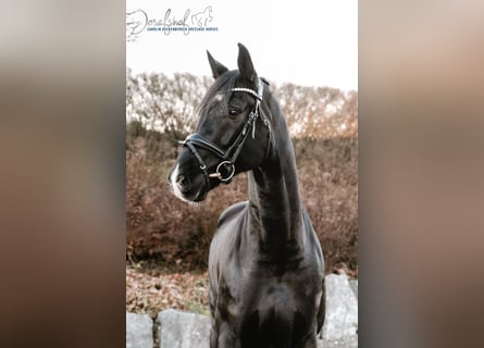 Cheval de sport allemand, Hongre, 9 Ans, 174 cm, Noir