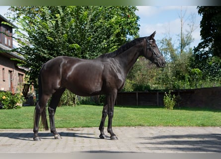 Cheval de sport allemand, Jument, 10 Ans, 164 cm, Noir