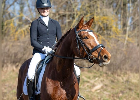 Cheval de sport allemand, Jument, 10 Ans, 169 cm, Alezan