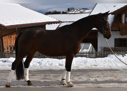 Cheval de sport allemand, Jument, 10 Ans, 169 cm, Bai