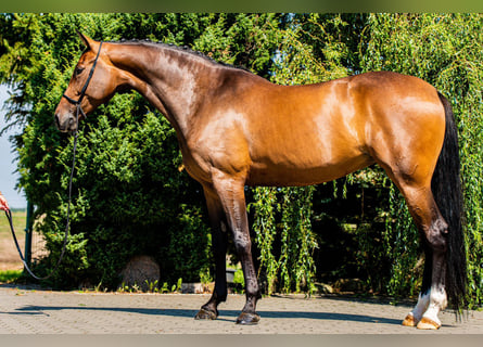 Cheval de sport allemand, Jument, 10 Ans, 172 cm, Bai