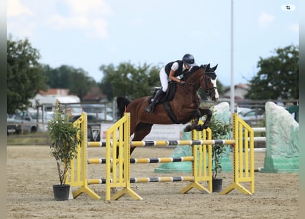 Cheval de sport allemand, Jument, 10 Ans, Bai