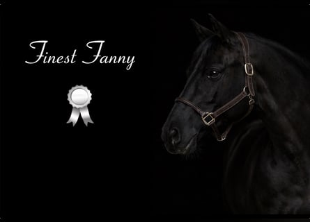 Cheval de sport allemand, Jument, 11 Ans, 164 cm