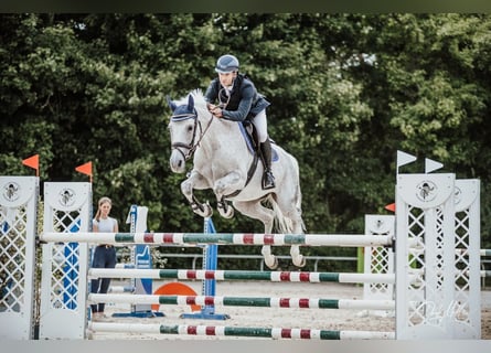 Cheval de sport allemand, Jument, 11 Ans, 164 cm, Gris