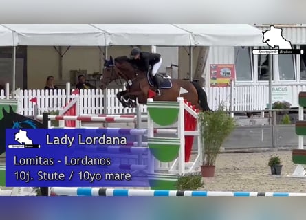 Cheval de sport allemand, Jument, 11 Ans, 168 cm, Bai