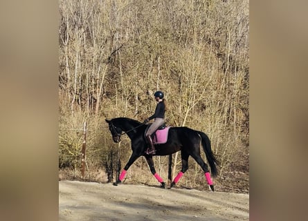 Cheval de sport allemand, Jument, 11 Ans, 170 cm, Bai brun foncé