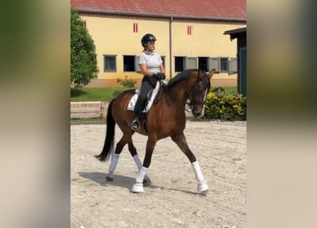 Cheval de sport allemand, Jument, 11 Ans, 170 cm, Bai