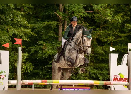 Cheval de sport allemand, Jument, 11 Ans, 170 cm, Gris pommelé