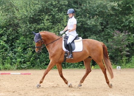 Cheval de sport allemand, Jument, 11 Ans, 171 cm, Alezan