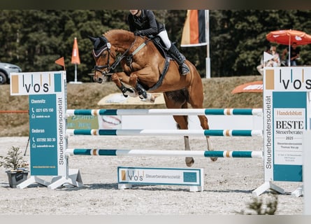 Cheval de sport allemand, Jument, 11 Ans, 172 cm, Alezan