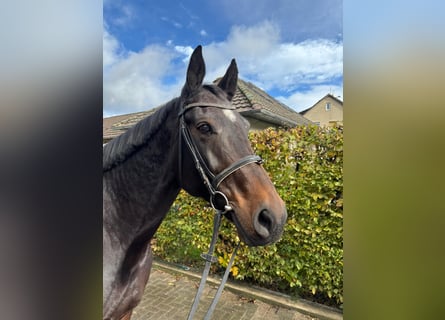 Cheval de sport allemand, Jument, 12 Ans, 165 cm, Bai brun