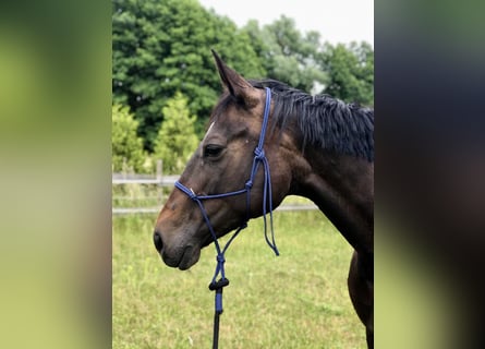 Cheval de sport allemand, Jument, 12 Ans, 165 cm, Bai