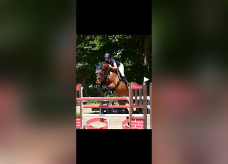 Cheval de sport allemand, Jument, 12 Ans, 166 cm, Bai