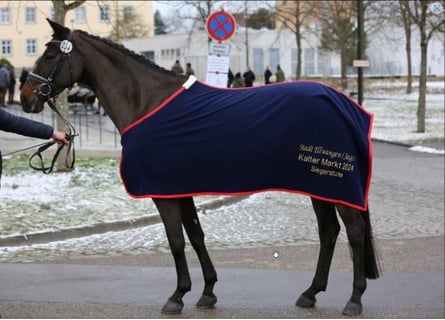 Cheval de sport allemand, Jument, 12 Ans, 170 cm, Bai