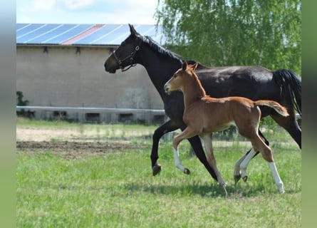 Cheval de sport allemand, Jument, 13 Ans, 167 cm, Bai brun